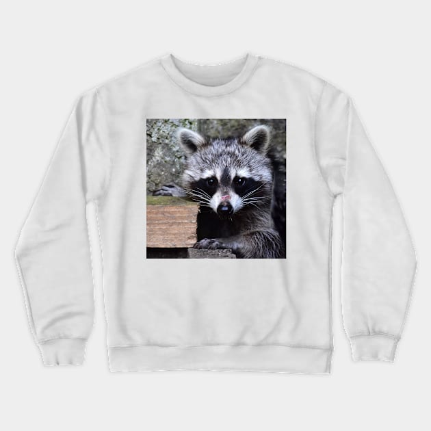 Little Raccoon Crewneck Sweatshirt by DeVerviers